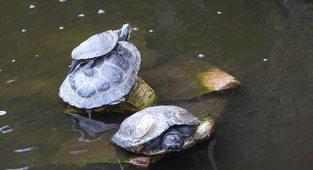 Żółw czerwonolicy, żółw czerwonouchy (Trachemys scripta elegans)