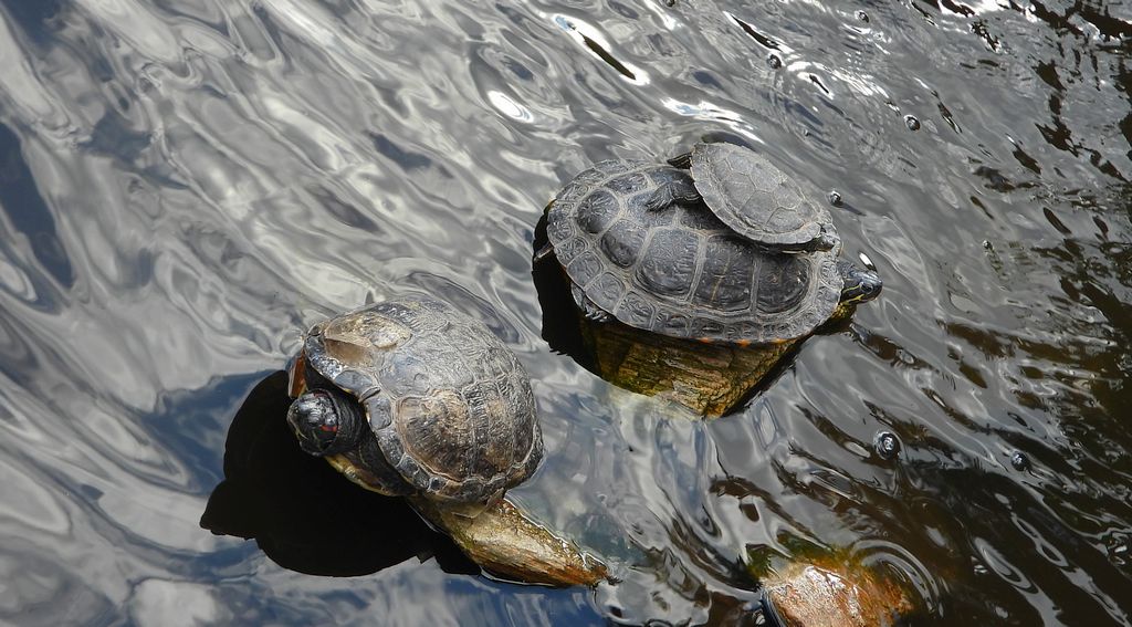Żółw czerwonolicy, żółw czerwonouchy (Trachemys scripta elegans)