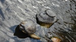 Żółw czerwonolicy, żółw czerwonouchy (Trachemys scripta elegans)
