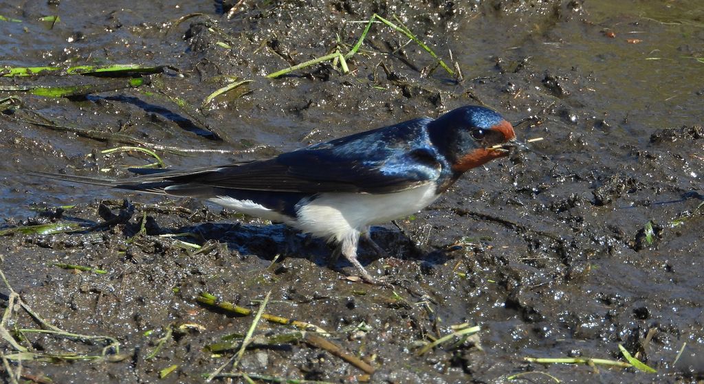 Dymówka, jaskółka dymówka (Hirundo rustica)