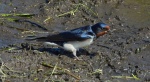 Dymówka, jaskółka dymówka (Hirundo rustica)
