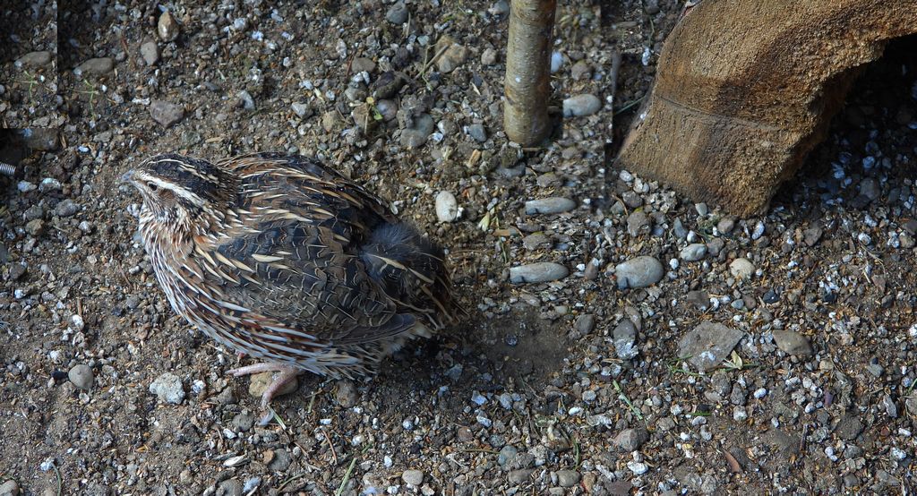 Przepiórka (Coturnix coturnix)