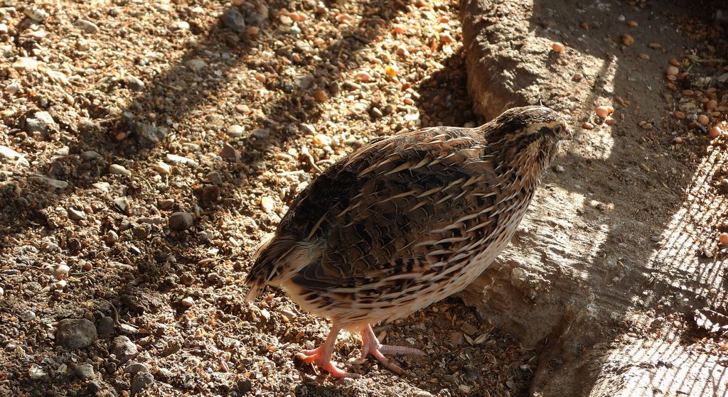 Przepiórka (Coturnix coturnix)