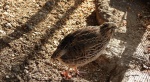 Przepiórka (Coturnix coturnix)