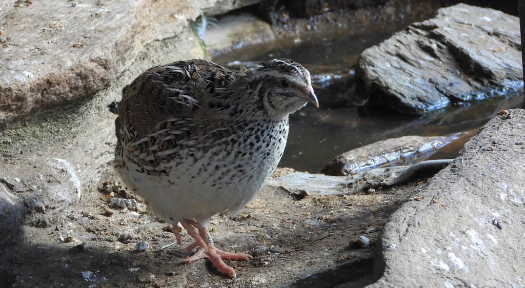 Przepiórka (Coturnix coturnix)