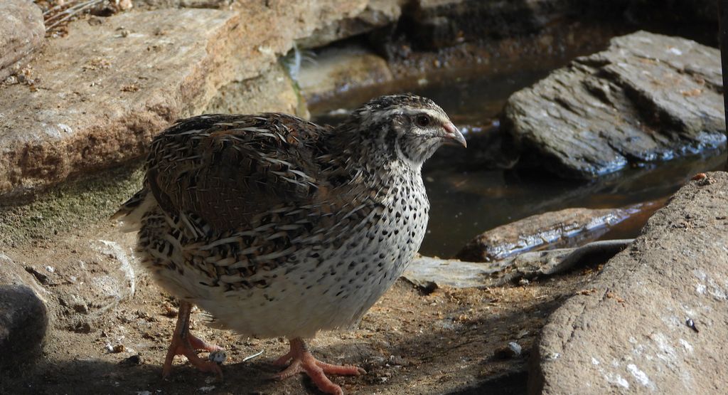 Przepiórka (Coturnix coturnix)