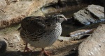 Przepiórka (Coturnix coturnix)