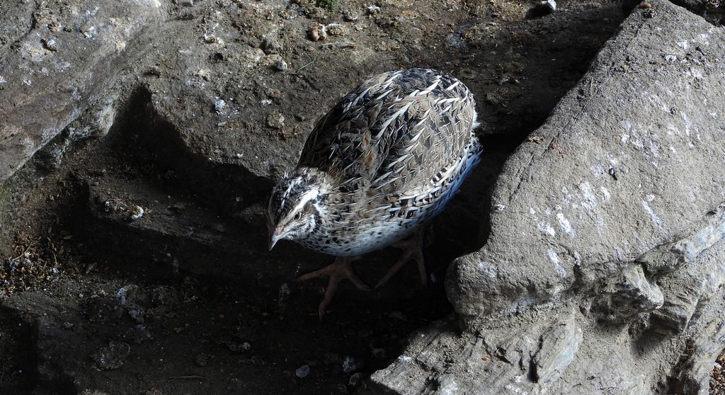 Przepiórka (Coturnix coturnix)