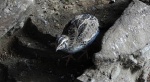 Przepiórka (Coturnix coturnix)