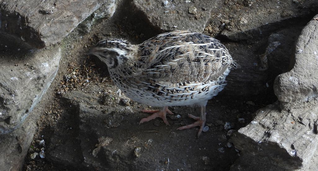 Przepiórka (Coturnix coturnix)