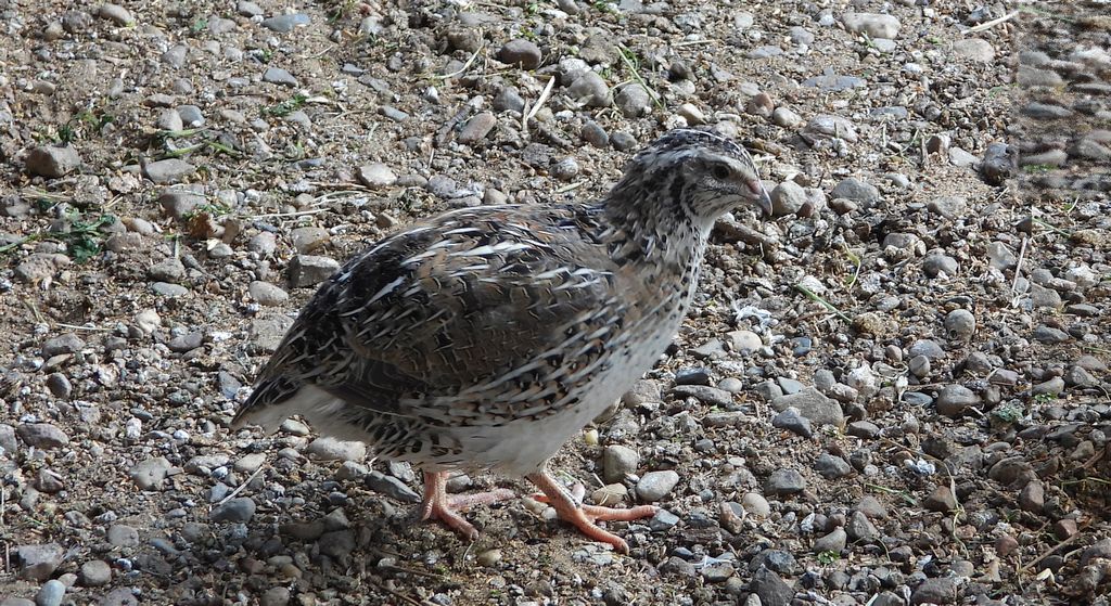 Przepiórka (Coturnix coturnix)