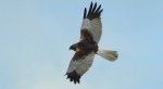 Błotniak stawowy (Circus aeruginosus)