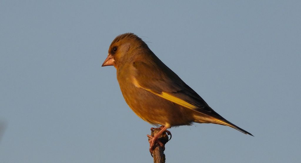 Dzwoniec (Chloris chloris)