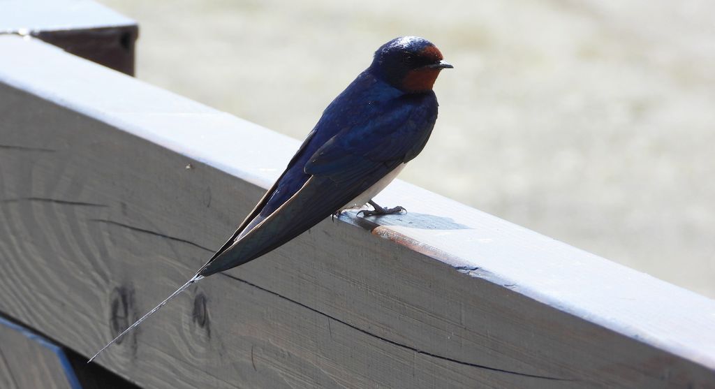 Dymówka, jaskółka dymówka (Hirundo rustica)