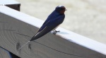 Dymówka, jaskółka dymówka (Hirundo rustica)