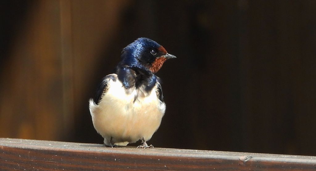 Dymówka, jaskółka dymówka (Hirundo rustica)