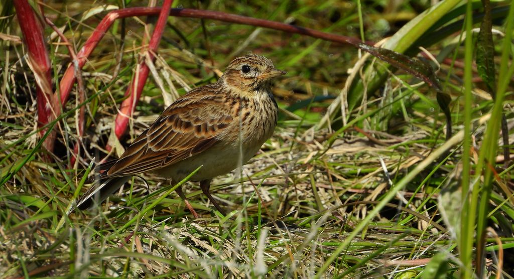 Skowronek, skowronek polny, rolak (Alauda arvensis)