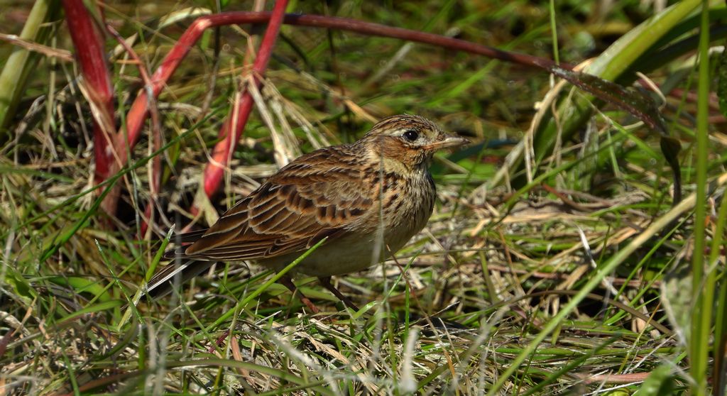Skowronek, skowronek polny, rolak (Alauda arvensis)