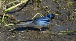 Dymówka, jaskółka dymówka (Hirundo rustica)