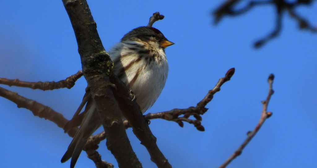 Czeczotka (Acanthis flammea)
