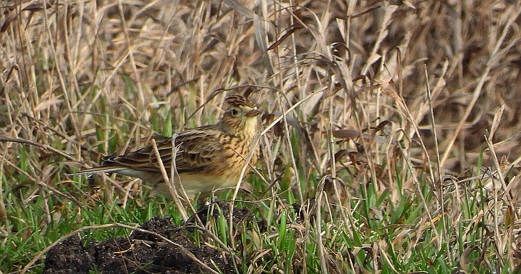 Skowronek, skowronek polny, rolak (Alauda arvensis)