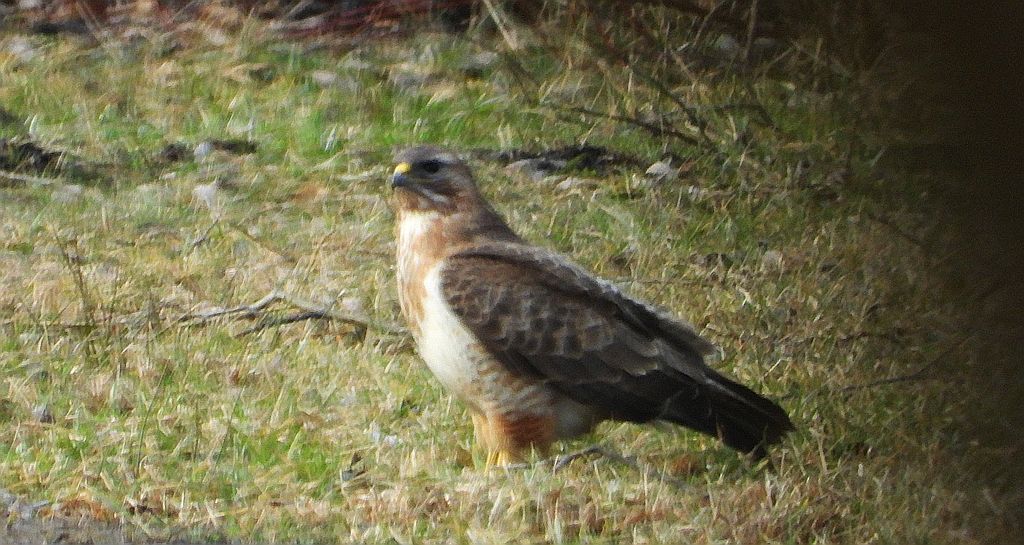 myszołów (zwyczajny), myszołów (Buteo buteo)