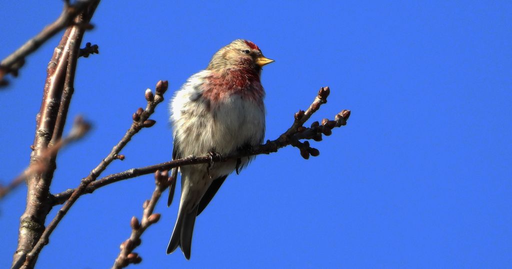 Czeczotka (Acanthis flammea)