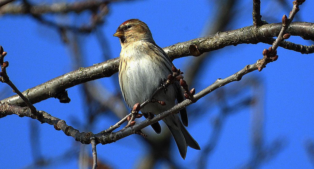 Czeczotka (Acanthis flammea)