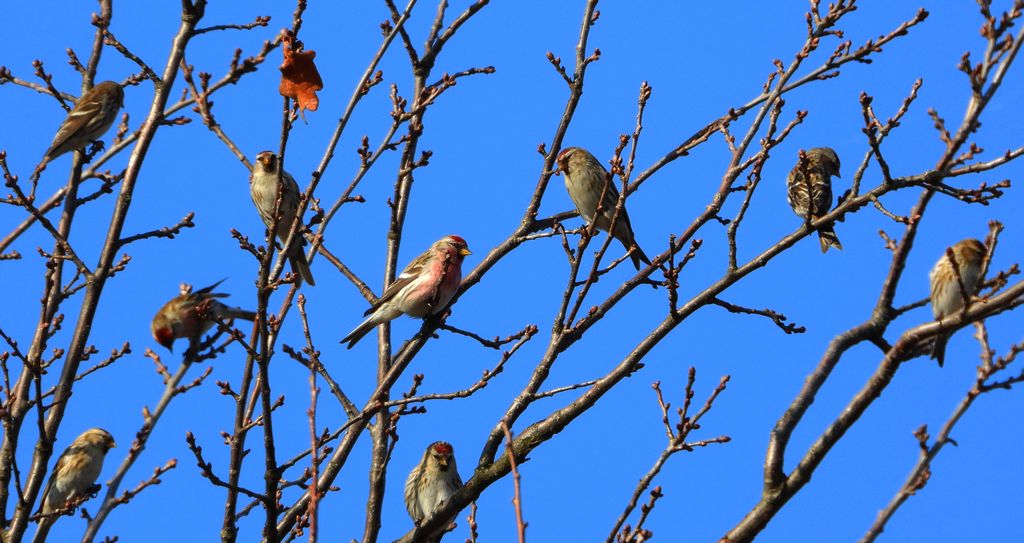 Czeczotka (Acanthis flammea)