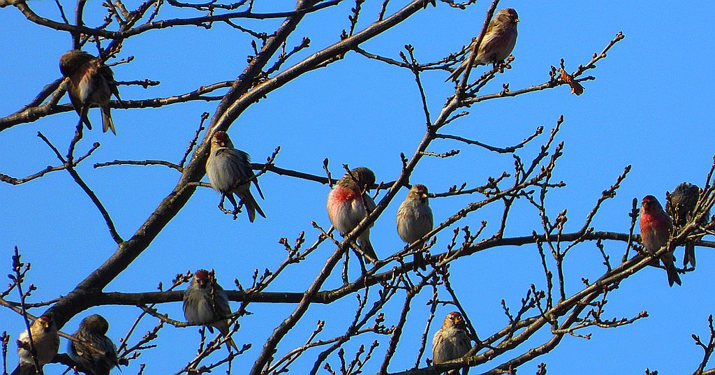 Czeczotka (Acanthis flammea)