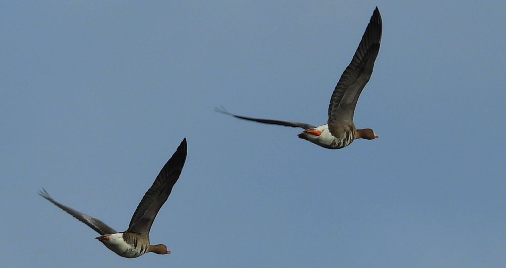 Gęś białoczelna, gęś białoczółka (Anser albifrons)