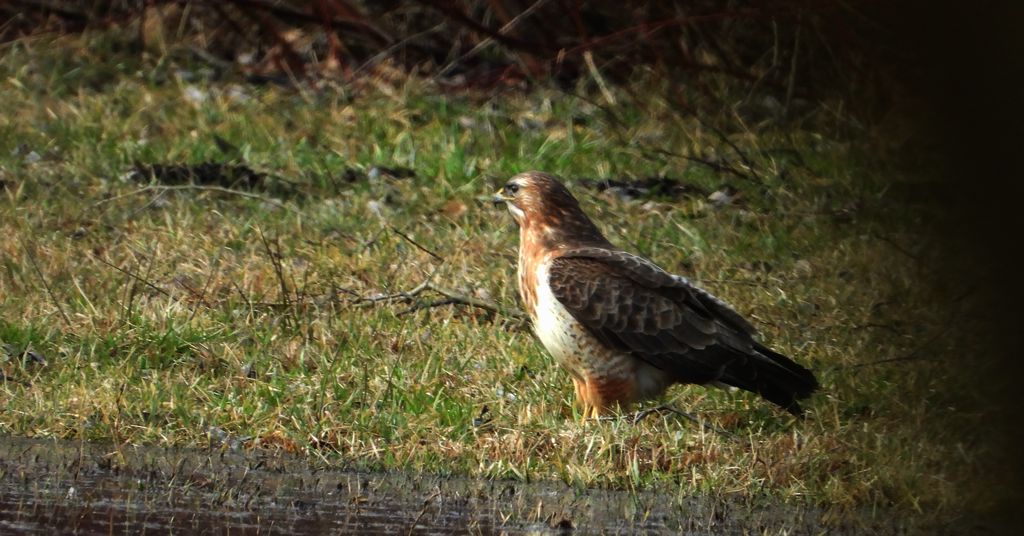 myszołów (zwyczajny), myszołów (Buteo buteo)