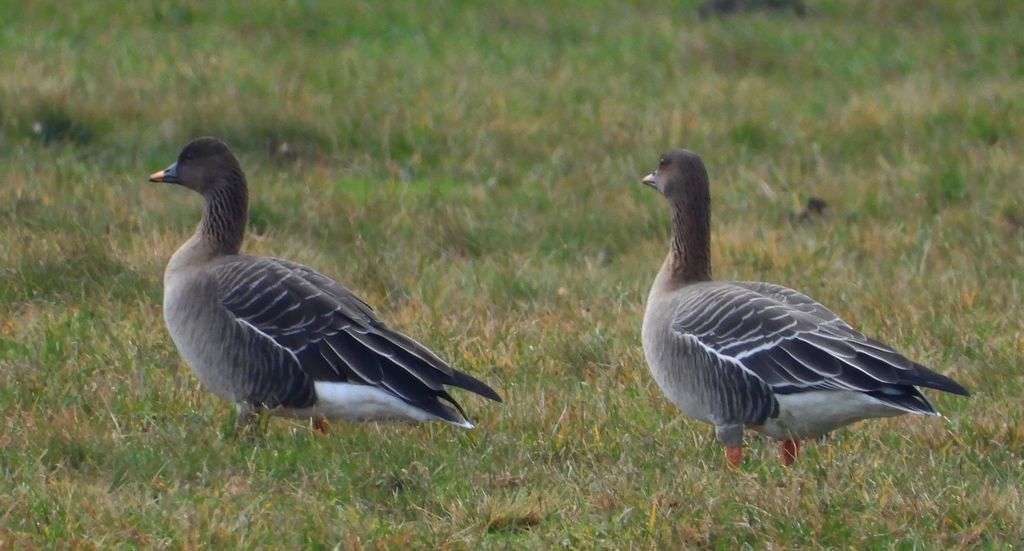 Gęś tundrowa (Anser serrirostris)