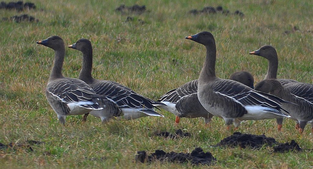 Gęś tundrowa (Anser serrirostris)