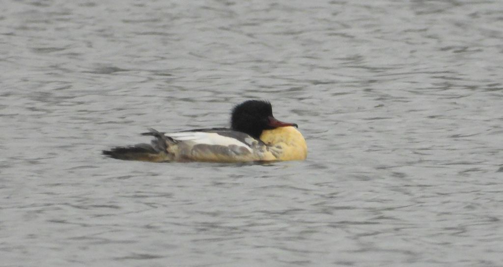 Nurogęś, tracz nurogęś (Mergus merganser)