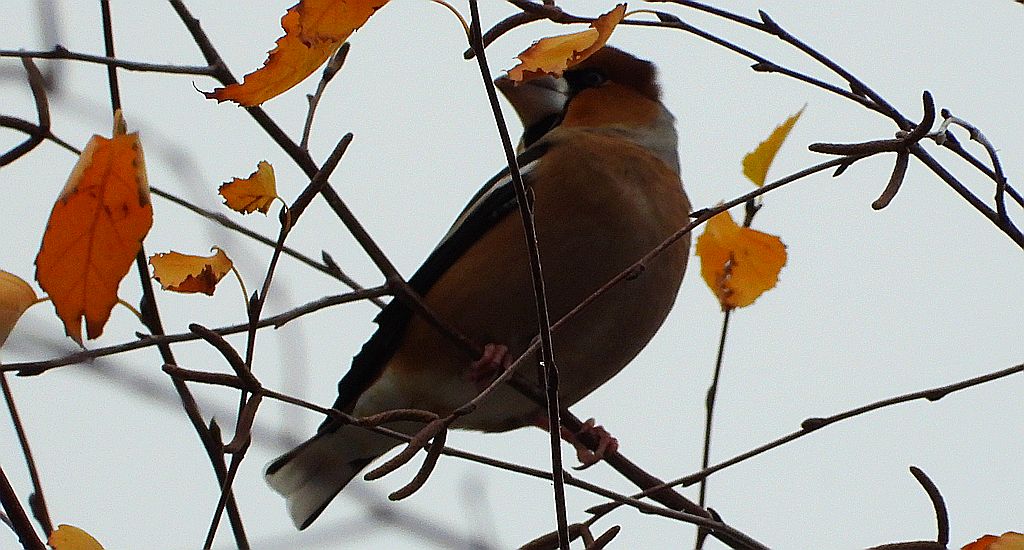 Grubodziób zwyczajny, grubodziób, pestkojad, grabołusk (Coccothraustes coccothraustes)