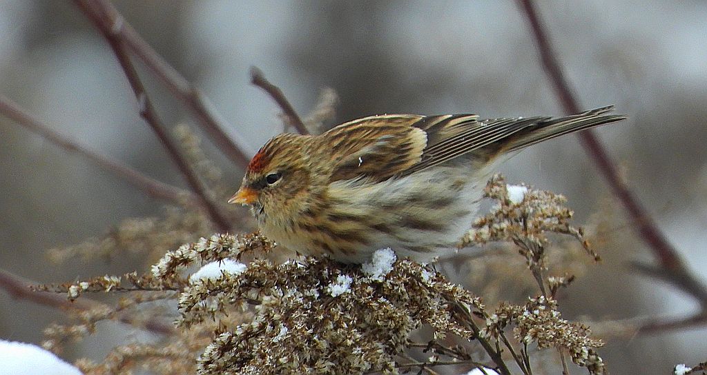 Czeczotka zwyczajna, czeczotka (Acanthis flammea)