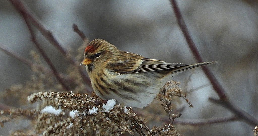 Czeczotka zwyczajna, czeczotka (Acanthis flammea)