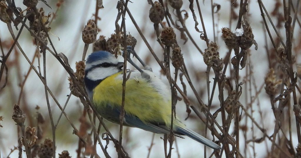 Modraszka zwyczajna, modraszka, sikora modra, sikora modraszka (Cyanistes caeruleus)