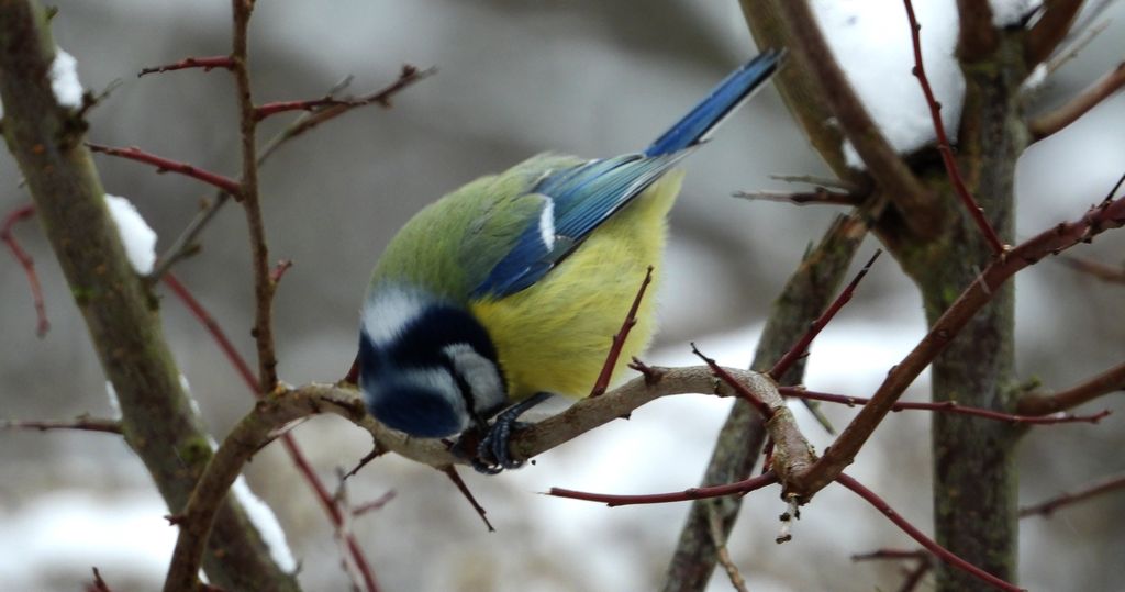 Modraszka zwyczajna, modraszka, sikora modra, sikora modraszka (Cyanistes caeruleus)