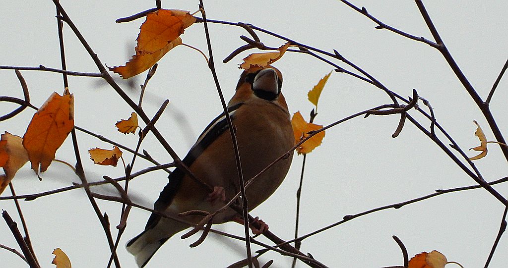 Grubodziób zwyczajny, grubodziób, pestkojad, grabołusk (Coccothraustes coccothraustes)