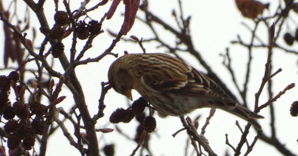 Czeczotka zwyczajna, czeczotka (Acanthis flammea)