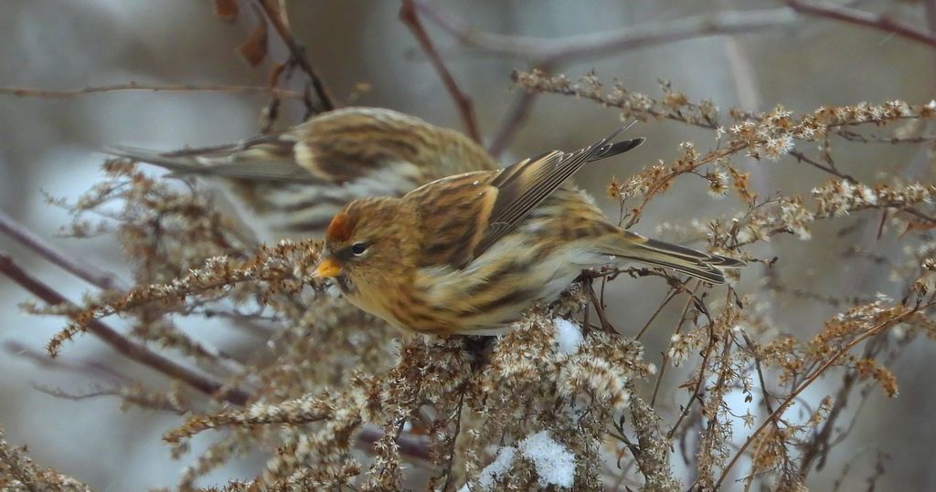 Czeczotka zwyczajna, czeczotka (Acanthis flammea)