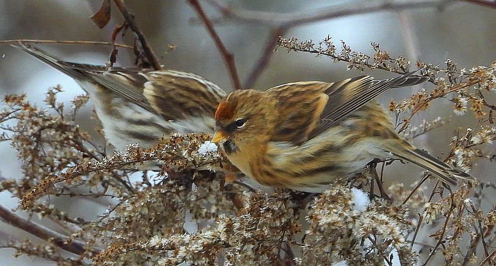 Czeczotka zwyczajna, czeczotka (Acanthis flammea)