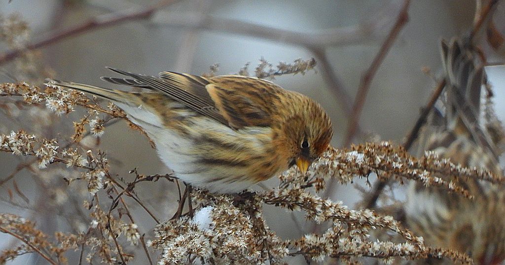 Czeczotka zwyczajna, czeczotka (Acanthis flammea)