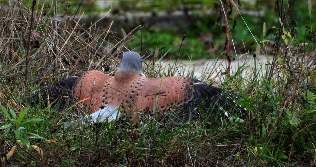 Pustułka zwyczajna, pustułka, sokół pustułka (Falco tinnunculus)