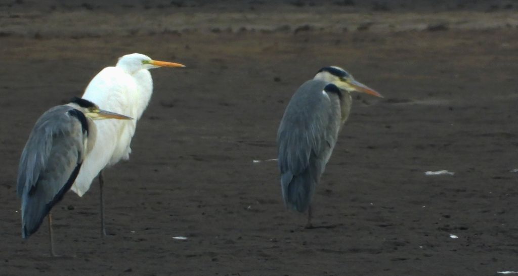 Czapla siwa (Ardea cinerea) i czapla biała (Ardea alba)