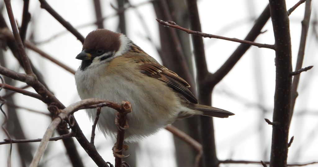 Mazurek, wróbel mazurek, wróbel polny (Passer montanus)