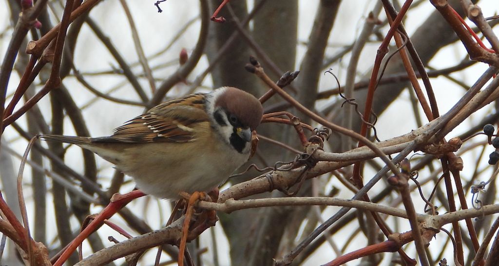 Mazurek, wróbel mazurek, wróbel polny (Passer montanus)