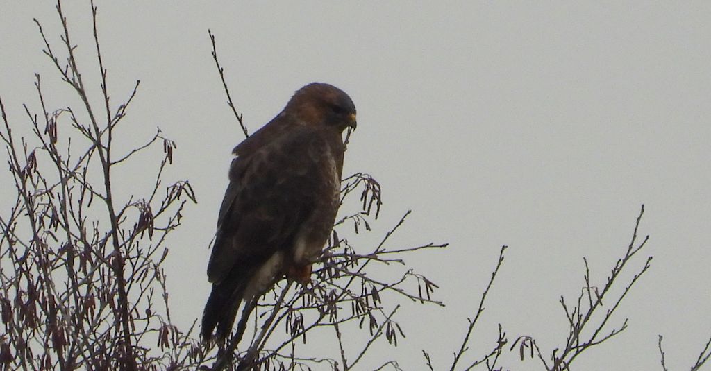 Myszołów zwyczajny, myszołów (Buteo buteo buteo)